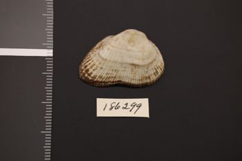 Media type: image;   Malacology 186299 Description: Preserved specimen.;